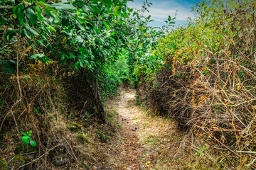 Obraz premium Narrow path in the forest in Sardinia