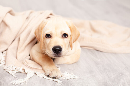 Cute Labrador puppy lies on the floor under the blanket of the house. Pet. Dog.