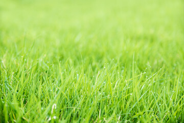 Fototapeta premium Meadow green lush grass. Closeup.