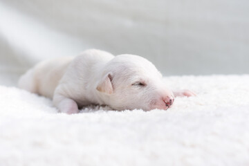 weißer Hundewelpe liegt auf einer weißen Decke