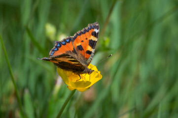 Small Tortoiseshell butterfly feeding from a buttercup