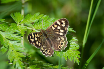 Speckled Wood butterfly on ferny leaves