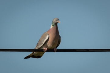 Wood pigeon on an electric cable