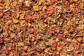 Dry leaves and petals on the ground