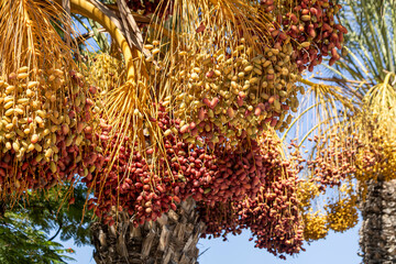 Dates growing on palm tree © Olga