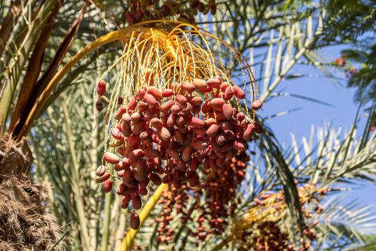 Bunch of dates on palm tree  