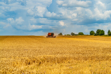 Fototapeta premium Golden summer agricultural landscapes. Field of ripe yellow wheat and blue sky.