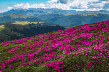 Plakat Blooming pink rhododendron flowers on the slopes, Leaota mountains, Romania