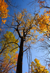 Autumn in the Shenandoah National Park