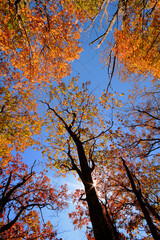 Autumn in the Shenandoah National Park