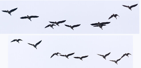 The shadow of birds