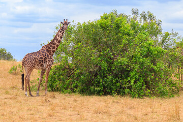 Giraffe in savanna in Serengeti national park in Tanzania. Wild nature of Tanzania, East Africa