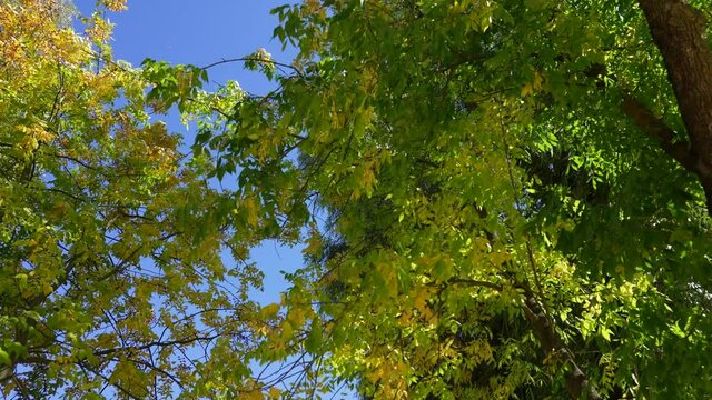 4k video footage of many leafy trees with green and yellow seasonal autumn leaves isolated on bright sunny clear blue sky