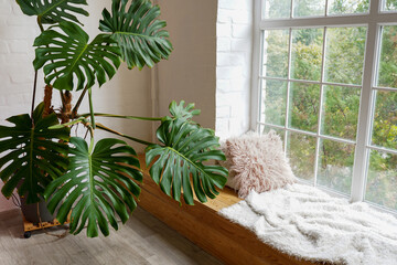 Cozy window sill with monstera and pillows indoors. Plants for home © Nastya