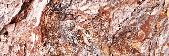 Pine tree texture. Cedar macro background. Wood nature surface. Abstract material design. Mediterranean grain. Firewood wallpaper