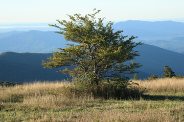 tree in the mountain meadow, cole mountain 