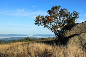 Fototapeta na wymiar the lone tree and monolith on cole mountain peak 