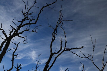 bare trees reach for the sky