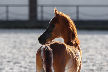 Young pretty arabian horse foal on dark background, looks back, portrait closeup