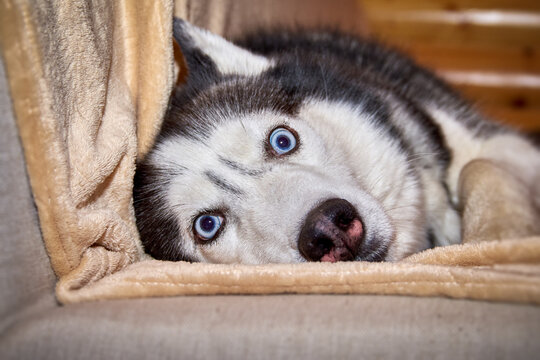 Crazy face dog playing in blanket on the couch. Husky dog is twisting his bulging eyes lying on the couch.