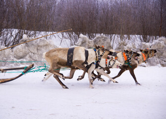  Team of rein-deers skims over the snow path.