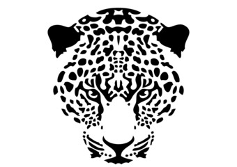  tête  de guépard © Julien