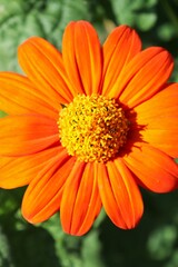 Closeup of orange and yellow flower (possibly Mexican sunflower, Tithonia rotundifolia).