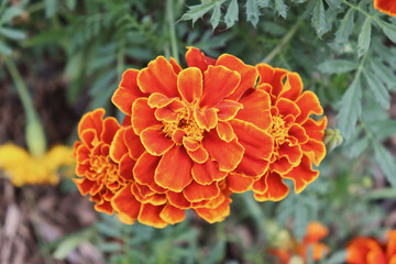 Closeup of multiple orange and yellow Mexican marigold flowers (Tagetes erecta). 