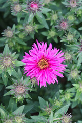 Obraz premium Closeup of single pink New England aster flower (Symphyotrichum novae-angliae) amongst multiple buds.