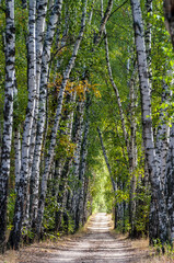 Fototapeta premium Birch Alley