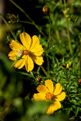 yellow simple daisies at garden