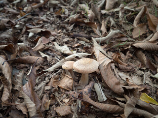 Mushroom in the forest in autumn