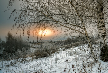 A frozen birch tree growing on the edge of a ravine on a cold winter evening against the backdrop of a sunset
