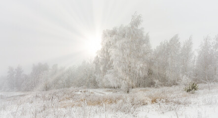 Winter landscape, the sun's rays break through the snow-covered branches of birch trees after a heavy snowfall