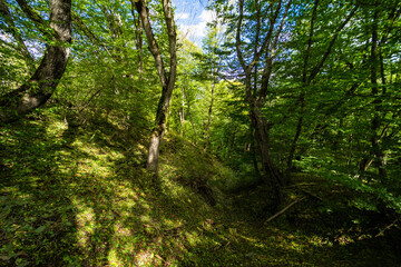 Obraz premium Rural forest on Gombori Pass