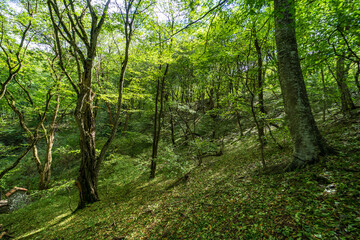 Fototapeta na wymiar Rural forest on Gombori Pass