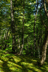 Fototapeta na wymiar Rural forest on Gombori Pass