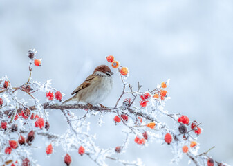 A frozen sparrow sits on a prickly and snow-covered branch of a rosehip with red berries on a...