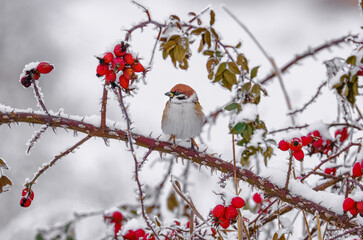 A frozen sparrow sits on a prickly and snow-covered branch of a rosehip with red berries on a...