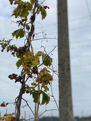 Ripe green hops grow on the fence. Hops for brewing.