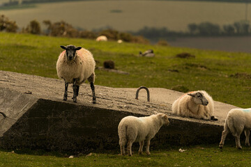 Obraz premium Group of sheep looking for fresh grass to eat during a summer morning in Cornwall, United Kingdom