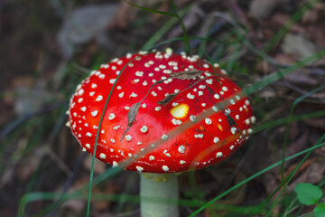 Red fly agaric (Amanita muscaria) in the grass in the autumn forest. A poisonous mushroom growing in the forest.