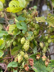 Green fresh hop cones on bushes for making beer. Close-up.