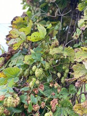 Ripe green hops grow on the fence. Hops for brewing.