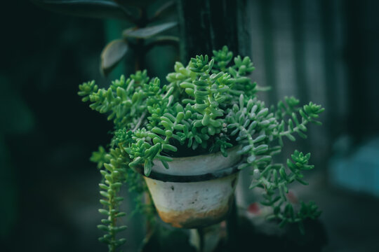 Closeup of white stonecrop plant (Sedum album) in a pot