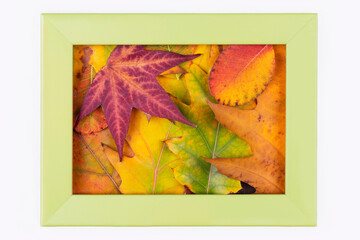 Autumn background with colorful leaves in green frame , minimal nature seasonal concept