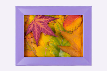 Autumn background with colorful leaves in purple frame , minimal nature seasonal concept
