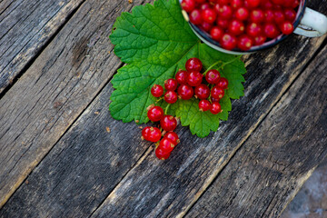 brush ripe currant berries on a dark background. High quality photo