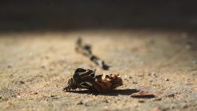 Bagworm moth caterpillar with a house made of dry rose, walking on the ground - 4k graded footage