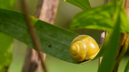 Yellow snail on a leaf, autumn season 2021, shallow depth of field, nature photography - 459336771